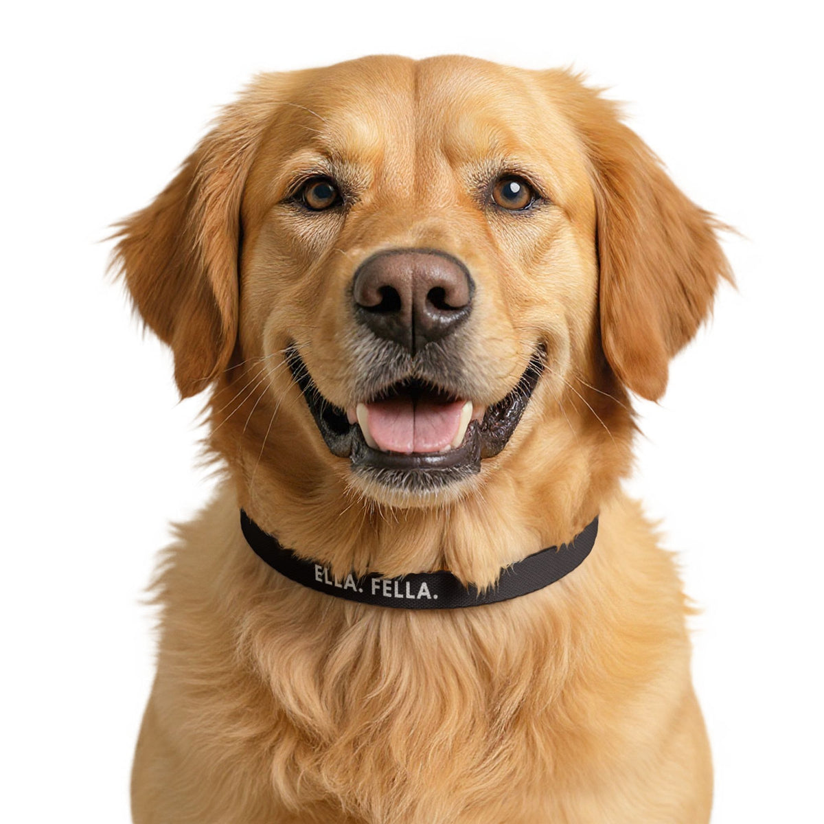 Clip-on Pet Collar