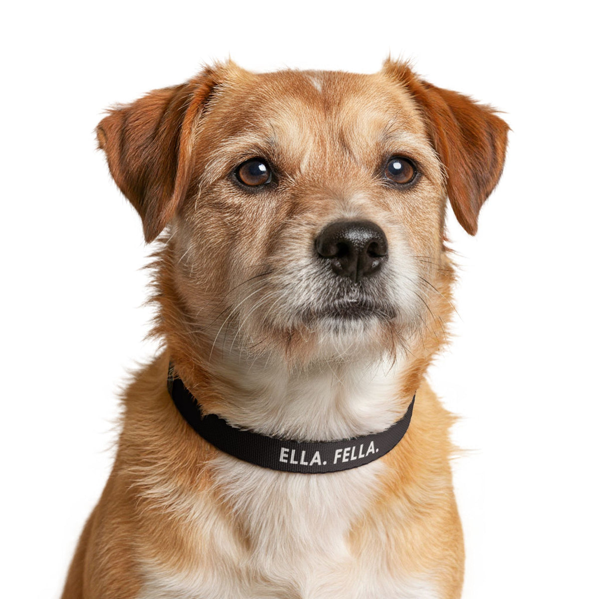 Clip-on Pet Collar